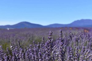 tasmania, australia, Lavender Farm