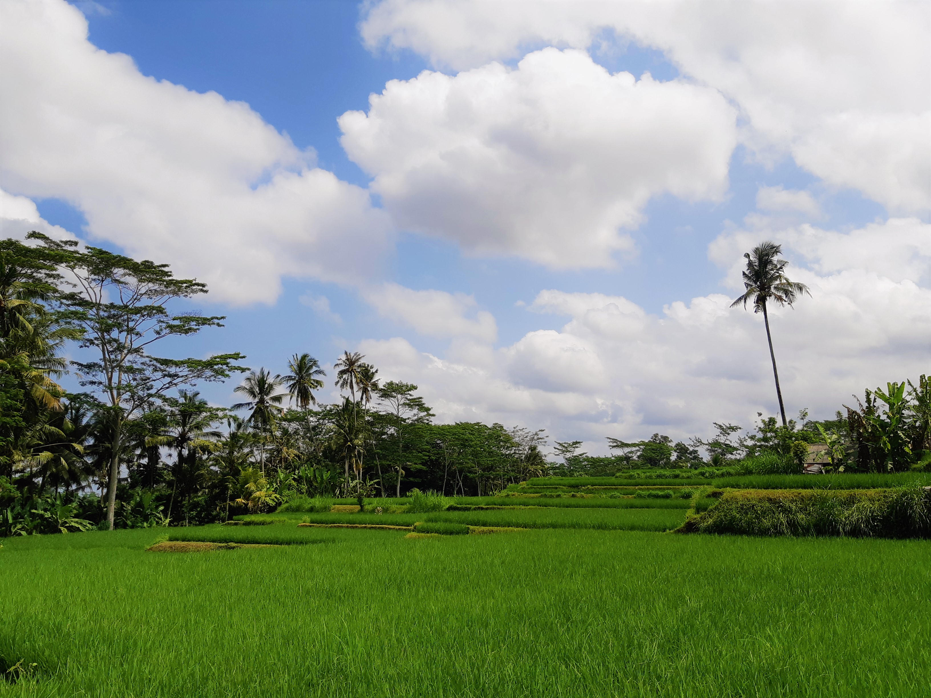 Top Things To Do In Ubud - Go See Orbis