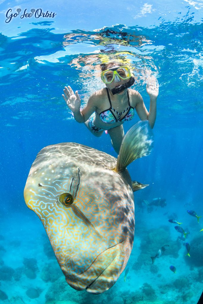 A Guide To Exploring The Great Barrier Reef In Australia Go See Orbis